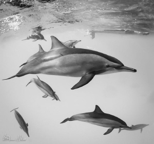 Muscles... so fast. by Steven Miller 